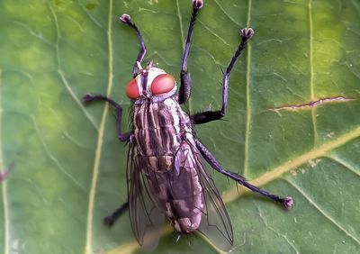 Close-up of insect on leaf