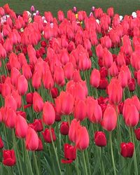 Close-up of red flowers blooming outdoors