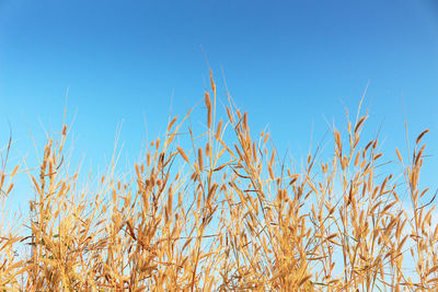 Close-up of plants against clear blue sky