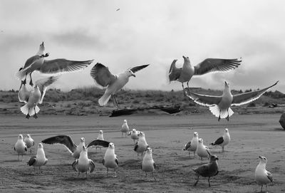 Flock of birds in flight