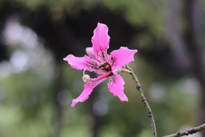 Close-up of red flowering plant