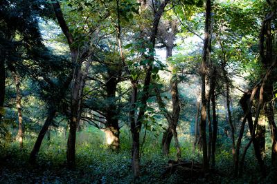 Trees in forest