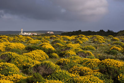 Yellow flowering plants by sea against sky