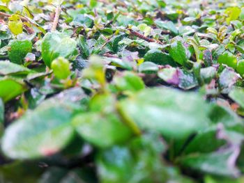 Close-up of fresh green plants