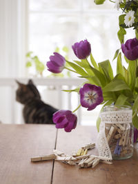 Tulips in vase, cat in background