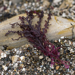 Close-up of dried plant on rock