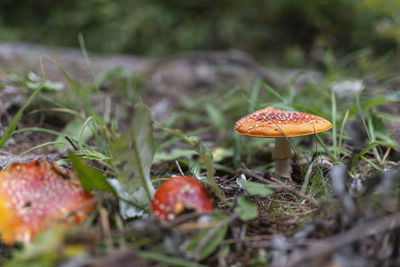 Close-up of fly agaric mushroom on field