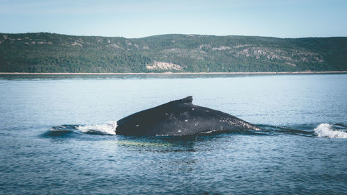 Tadoussac whales
