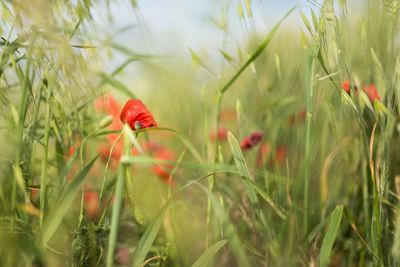 Close-up of red poppy flowers on field