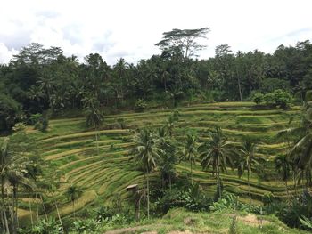 Scenic view of trees on field against sky