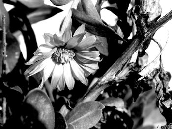 Close-up of flowers growing on tree