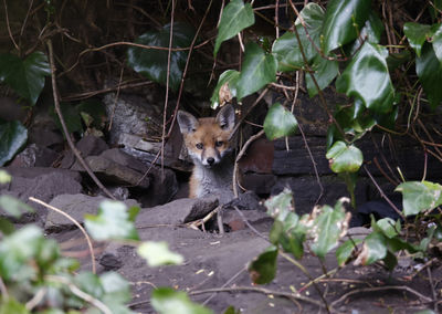 Fox cub emerging from the den