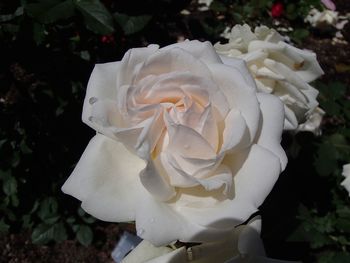 Close-up of white rose