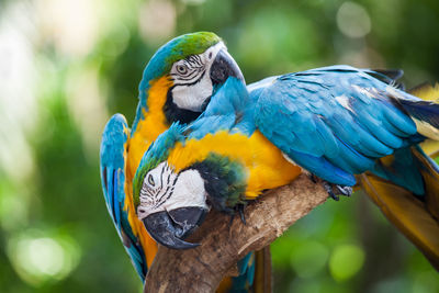 Close-up of macaws perching on branch