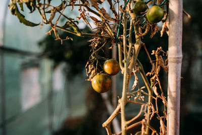 Close-up of fruits on tree