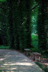 Walkway amidst trees in forest