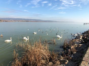 Swans on lake against sky