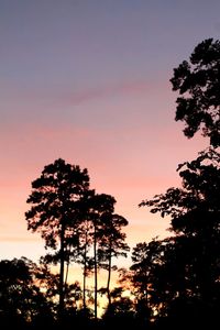 Low angle view of silhouette trees against sky