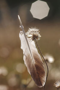 Close-up of wilted flower