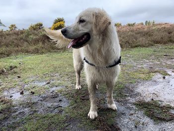 View of dog standing on field