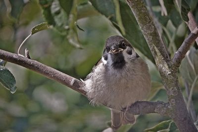 Close-up of bird perching on branch