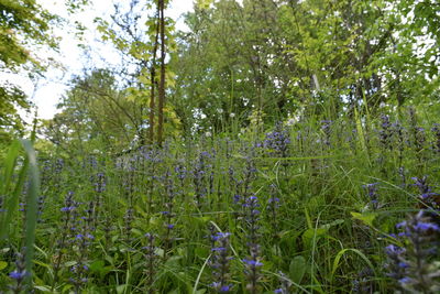 Plants growing on field