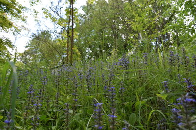 Plants growing on field