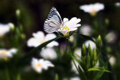 Close-up of white flowering plant on field