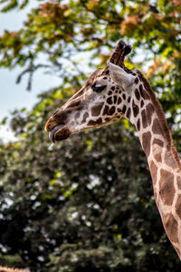 View of giraffe