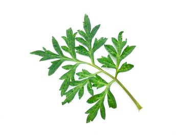 High angle view of cosmos leaf against white background