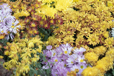 Close-up of yellow flowering plant