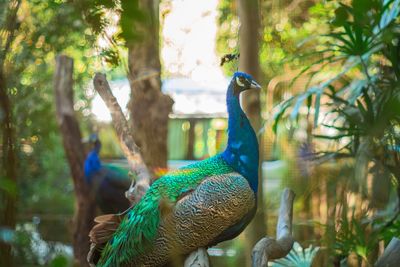 Side view of a peacock