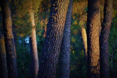 Panoramic shot of trees in forest