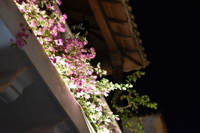 Low angle view of pink flowers