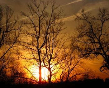 Silhouette bare trees against orange sky