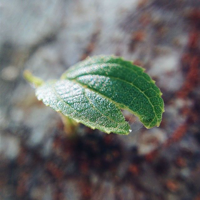 CLOSE-UP OF LEAVES