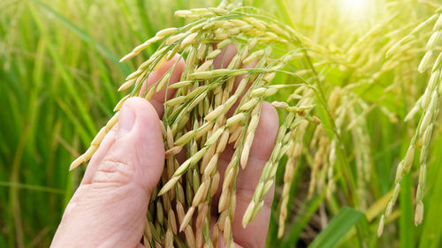 Person hand holding wheat growing on field