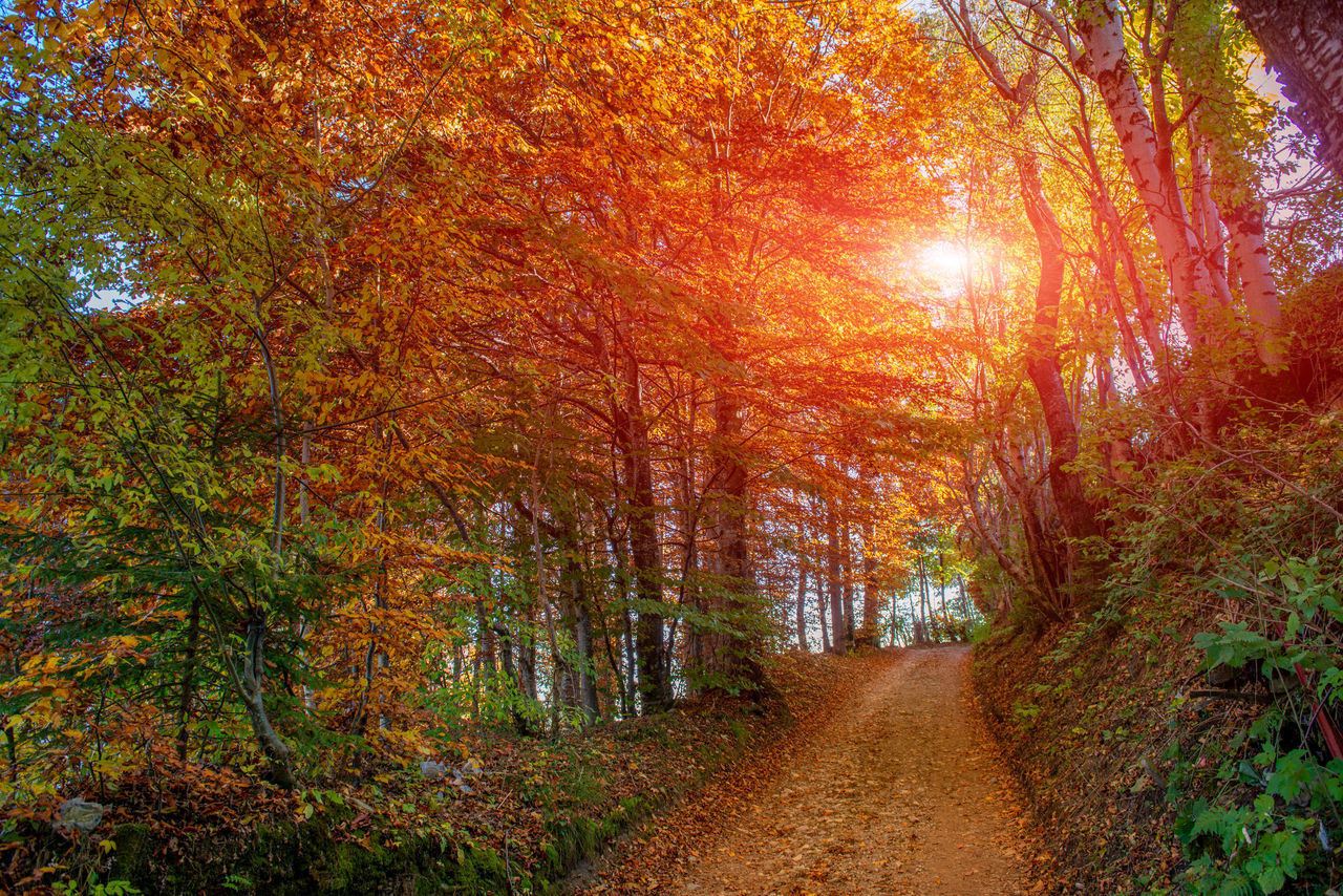 TREES IN AUTUMN