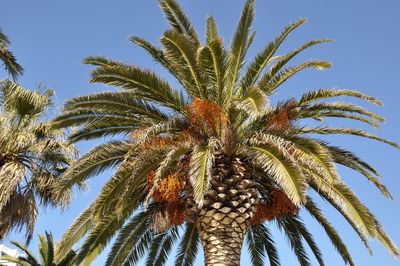 Low angle view of palm tree against sky