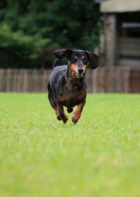 Portrait of dog on field