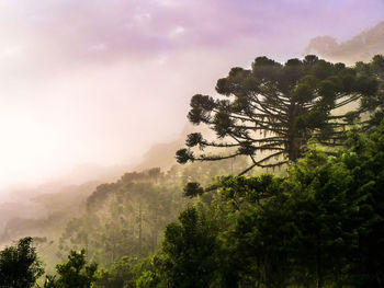 Trees in forest against sky