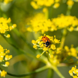 Close-up of bee on yellow flower