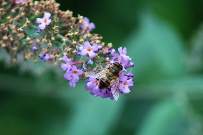 Close-up of bee on purple flowers