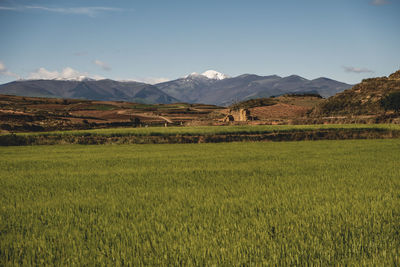 Scenic view of field against sky