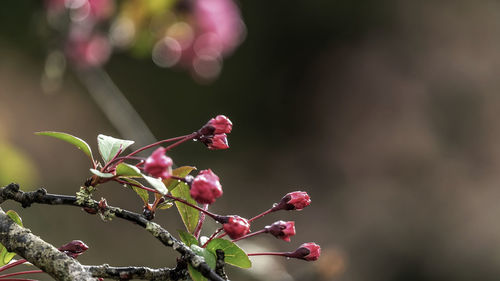 Close-up of pink cherry blossom tree