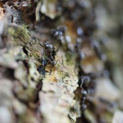 Close-up of ant