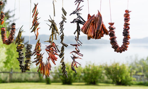 Close-up of flowering plants hanging against sky