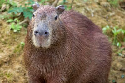 Close up front on portrait of capybara hydrochoerus hydrochaeris in pampas del yacuma, bolivia.