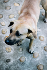 High angle portrait of dog