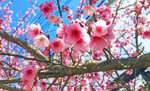 Low angle view of cherry blossoms in spring